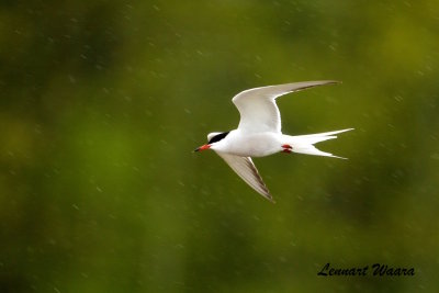 Common Tern/Fisktrna