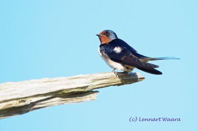 Barn Swallow/Ladusvala