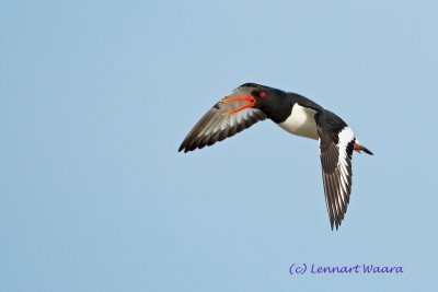 Eurasian Oystercatcher/Strandskata