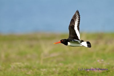 Eurasian Oystercatcher/Strandskata