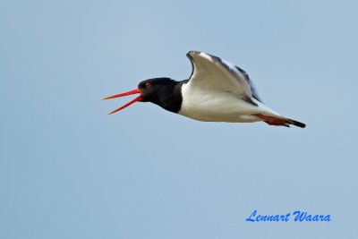 Eurasian Oyestercatcher/Strandskata