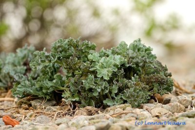 Strandkl / Sea-kale / Crambe Maritima.