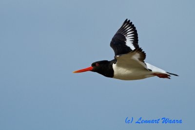 Eurasian Oyestercatcher/Strandskata
