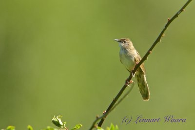 Common Grashopper Warbler/Grshoppssngare