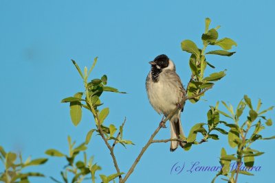 Common Reed Bunting/Svsparv/male 