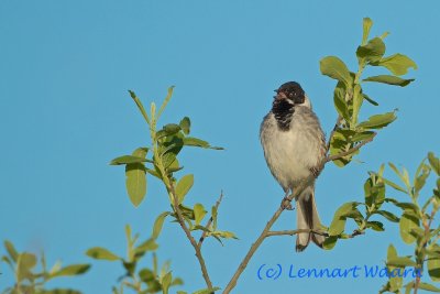 Common Reedbunting/Svsparv