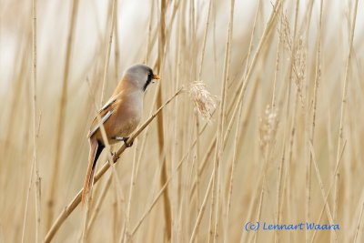 Eurasian Penduline Tit/Pungmes