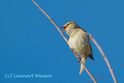 Sedge Warbler/Svsngare