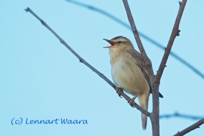 Sedge Warbler/Svsngare