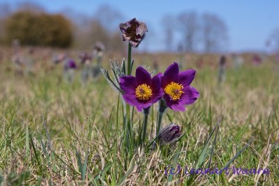 Backsippa / Pasque flower