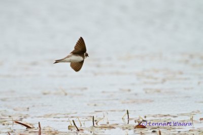 Backsvala / Sand Martin