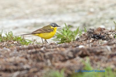 Yellow Wagtail/Gulrla