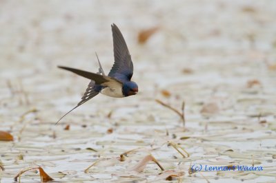 Barn Swallow/Ladusvala