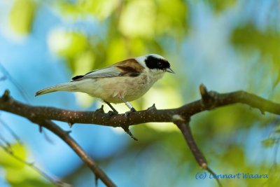 Eurasian Penduline Tit/Pungmes