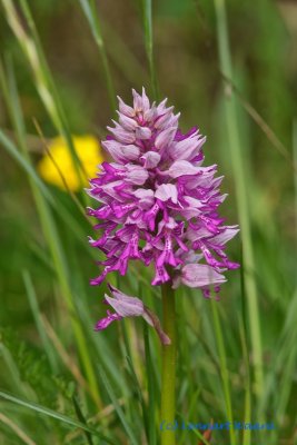 Johannesnycklar / Military Orchid / Orchis militaris
