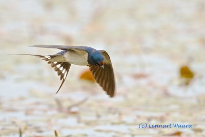 Barn Swallow/Ladusvala