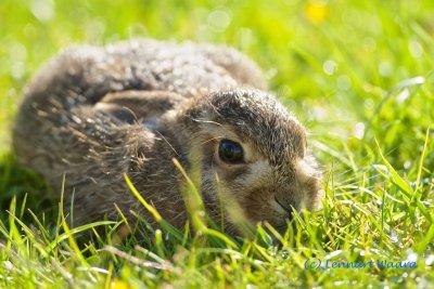 Hare/Hare/Young