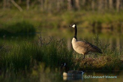 Canada Goose/Kanadags