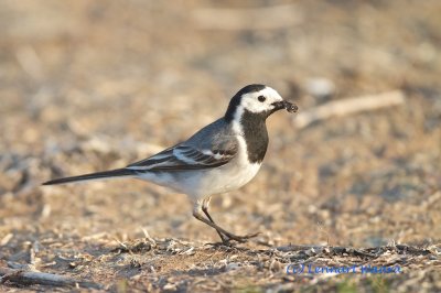 White Wagtail/Sdesrla