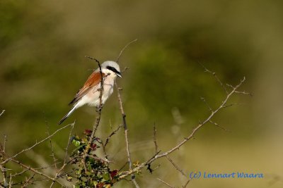 Red-backed Shrike/Trnskata