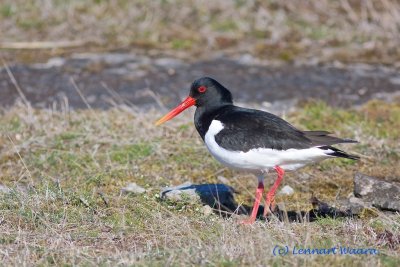 Eurasian Oystercatcher/Strandskata