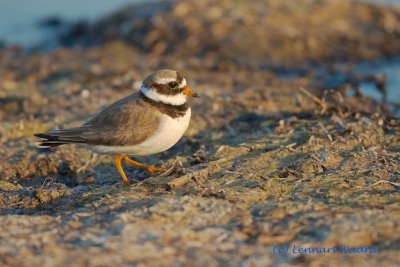 Common Ringed Plover/Större strandpipare