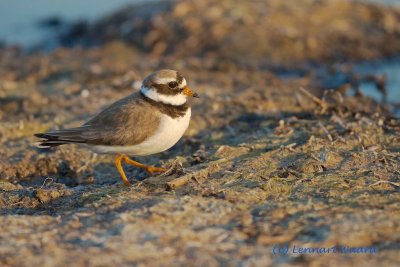 Common Ringed Plover/Strre strandpipare