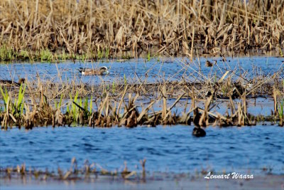 Amerikansk blsand / American Widgeon