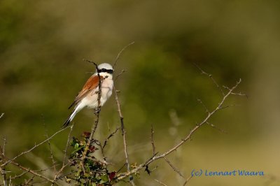 Red-backed Shrike/Trnskata