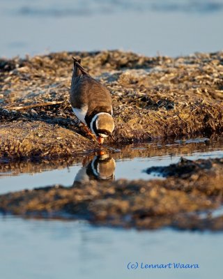 Common Ringed Plover/Strre strandpipare