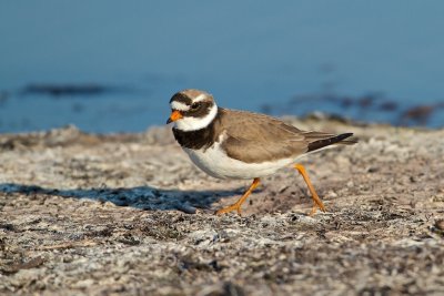 Common Ringed Plover/Större strandpipare