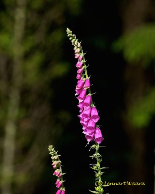 Fingerborgsblomma / Foxglove / Digitalis pupurea