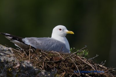 Mew Gull/Fiskms/nesting