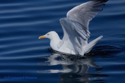 Herring Gull/Grtrut