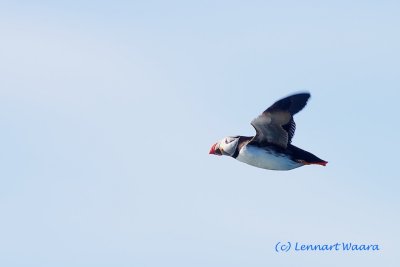 Atlantic Puffin/Lunnefgel