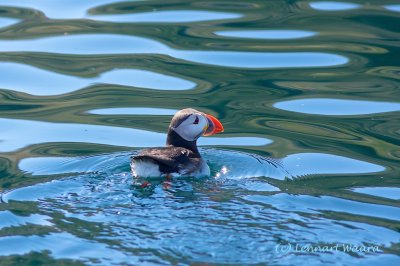 Atlantic Puffin/Lunnefgel