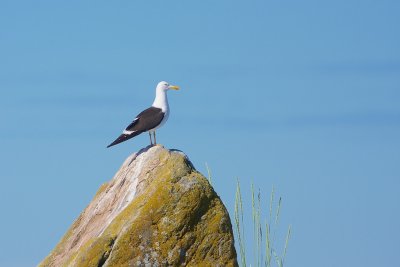 Silltrut / Lesser Black-backed Gull