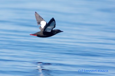 Black Guillemot!Tobisgrissla