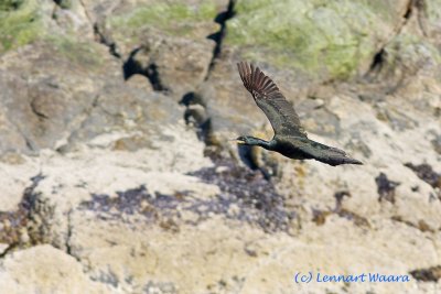 European Shag/Toppskarv