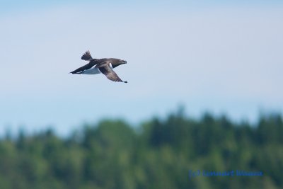 Razorbill/Tordmule