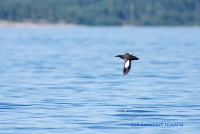 Black Guillemot/Tobisgrissla