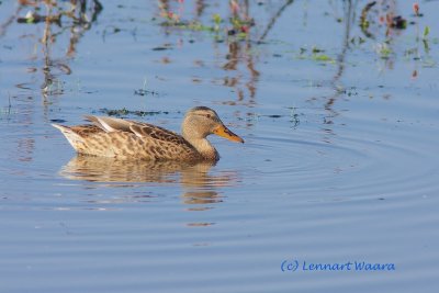 Mallard/Grsand/female