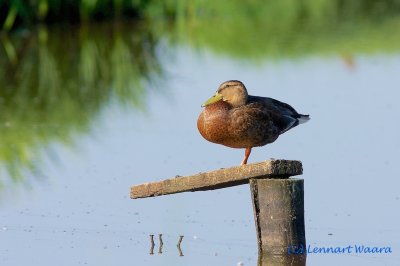 Mallard/Grsand/female