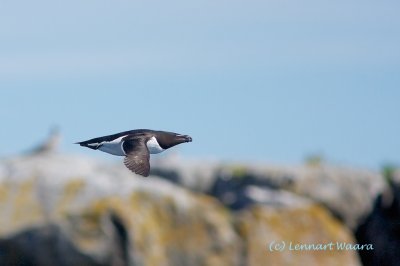 Razorbill/Tordmule