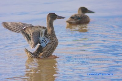 Northern Shoveler/Skedand