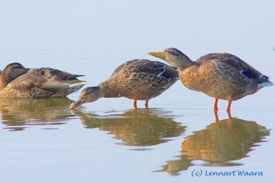 Mallard/Grsand