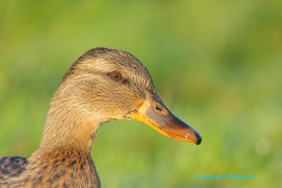 Mallard/Grsand/female
