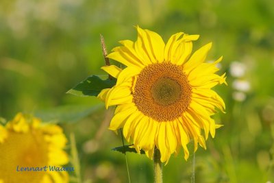 Solros / Sunflower / Helianthus annuus