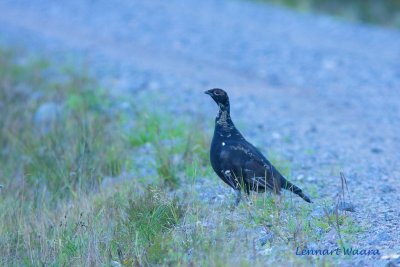 Black Grouse/Orre/male 1k