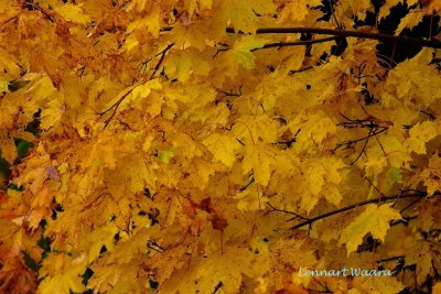 Autumn colored maple leaves